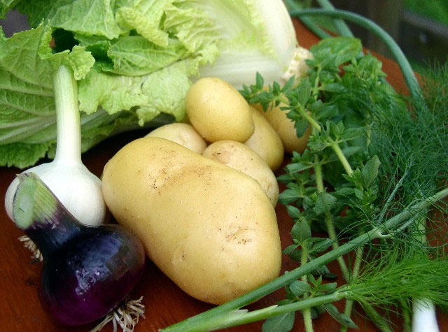 Cooking in Season: Cabbage and Potatoes?